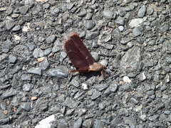 Neurothemis taiwanensis