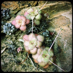 Crassula orbicularis