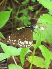 Euploea sylvester