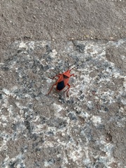 Probergrothius sanguinolens