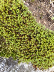 Polytrichum piliferum