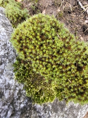 Polytrichum piliferum