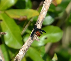Anterhynchium abdominale