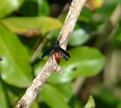 Anterhynchium abdominale