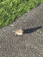 Passer domesticus domesticus