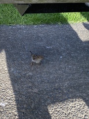 Passer domesticus domesticus