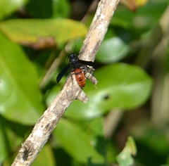 Anterhynchium abdominale