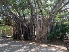 Ficus benghalensis