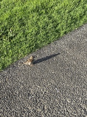 Passer domesticus domesticus