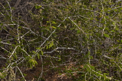 Acacia chartacea