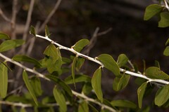 Acacia chartacea
