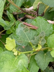 Spathosternum prasiniferum