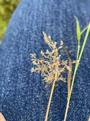 Agrostis