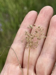 Agrostis