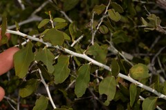 Acacia chartacea
