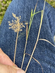 Agrostis