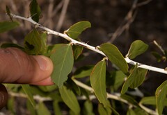 Acacia chartacea