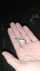 Mugilidae