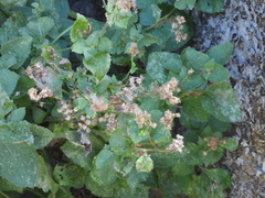 Ageratum conyzoides