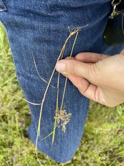 Agrostis