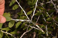 Acacia chartacea