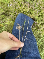 Agrostis