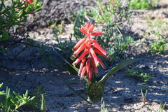 Lachenalia bulbifera