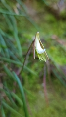 Dendrobium striolatum