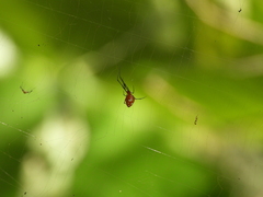 Argyrodes miniaceus