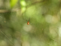 Argyrodes miniaceus