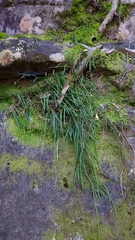 Dendrobium striolatum