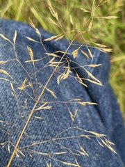 Agrostis gigantea