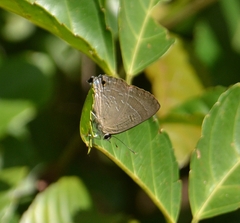 Deudorix epijarbas