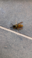 Vespula germanica
