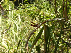 Neurothemis taiwanensis