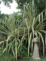 Pandanus