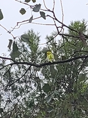 Melopsittacus undulatus domesticus
