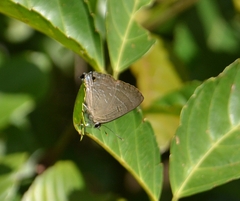 Deudorix epijarbas