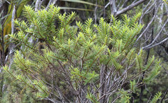 Veronica diosmifolia