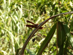 Neurothemis taiwanensis