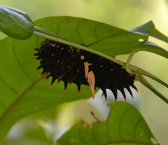 Troides minos