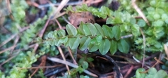 Rhizomnium punctatum