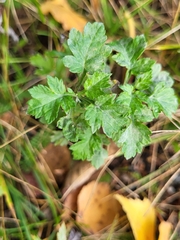 Ribes alpinum