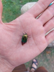 Cetonia aurata
