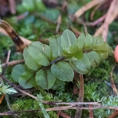 Rhizomnium punctatum