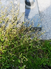 Stellaria media