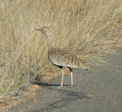 Eupodotis ruficrista
