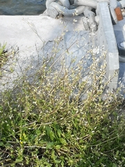 Stellaria media