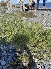Atriplex littoralis