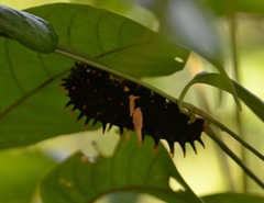 Troides minos
